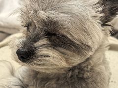 -BABIT巴比特宠物(MOMOPARK店)