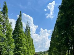 -宜兴龙背山森林公园