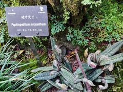 -深圳仙湖植物园