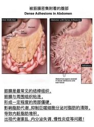 -安吉拉青春化管理中心