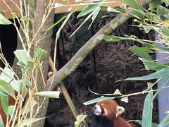-都江堰中华大熊猫苑