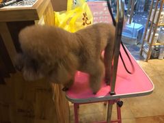 -转角宠物(转塘方家苑店)