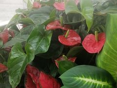 -惠如樓(白云机场T2国际出发店)