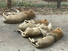 -大连森林动物园