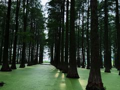 -渌洋湖湿地公园
