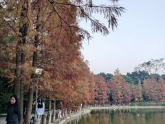 -金花茶公园