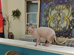 -猫小院猫主题餐厅(南锣旗舰店)