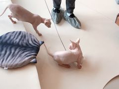-飞行喵MR PILOT|猫舍·猫咖(静安大融城店)