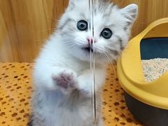 -欣宠猫屋·矮脚拿破仑·蓝金金渐层