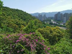 -金鸡山公园