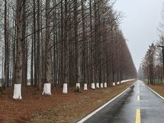 -黄海国家森林公园