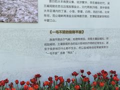 -荷兰花海