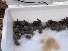 -灵龟之家百象馆(百象馆联合旗舰店)