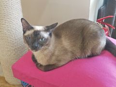 -藏猫猫咖啡主题馆(中央大道店)