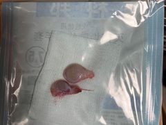 -伟伟宠物医院·CT影像中心·瑞派犬猫综合性门诊(汉口总院)