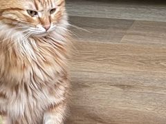 -MOCHA明星猫咖(田子坊店)