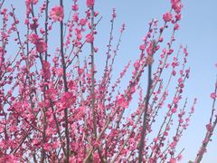 -香雪海