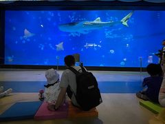 -烟台海昌鲸鲨海洋公园