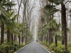 -合肥滨湖国家森林公园