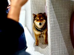 -柴务处·柴犬主题狗咖