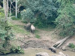 -野象谷景区