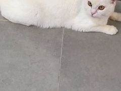 -Heymao猫咖.咖啡厅(东门店)