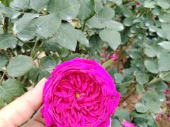 -人民公园(罗湖区)