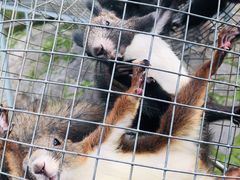 -西霞口神雕山野生动物世界