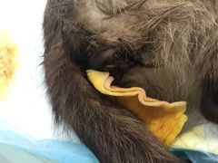 -佳怡动物医院·平价24小时·猫专科骨外科