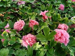 -洛阳市隋唐城遗址植物园