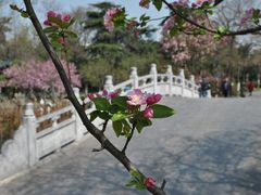 -莫愁湖公园