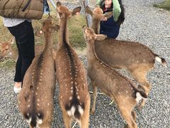 -鹿境梅花鹿生态园区
