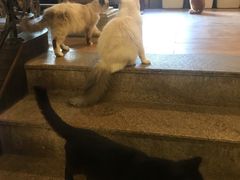 -more than meow吴止猫主题餐厅(承德 中船汇店)