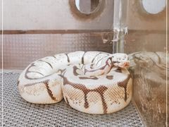 -上海大自然野生昆虫馆(东方明珠·爬宠昆虫探索中心)