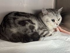 -艾贝尔宠物医院·24H转诊中心·肿瘤猫专科(江宁双龙店)