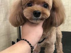 -多卡布奇宠物生活馆(上林世家店)