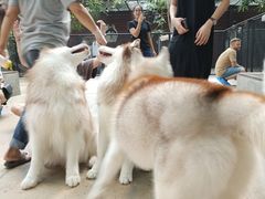 -TrueLove @ Neverland (Husky Cafe)
