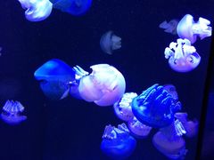 -成都浩海立方海洋公园