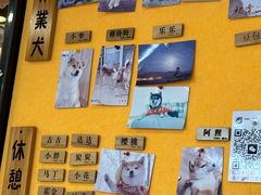 -南京Hallo宠物乐园·哈罗犬舍·柴犬繁育基地