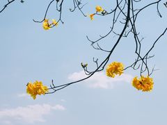 -天适樱花悠乐园