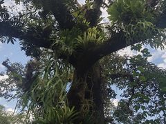 -中国科学院西双版纳热带植物园