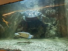 -东方巨龟苑景区