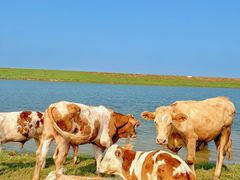 -东关回民小吃一条街(颍河西路店)