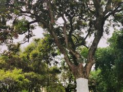 -张坝桂圆林公园