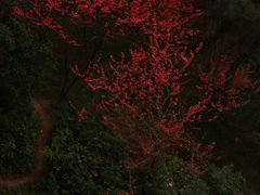 -金鸡山公园