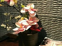 -呷哺呷哺(砂之船奥莱店)