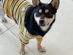 -怪兽屋·羊驼·猫咖·狗咖(俊华广场店)