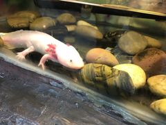 -上海大自然野生昆虫馆(东方明珠·爬宠昆虫探索中心)