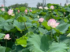 -梁鸿国家湿地公园
