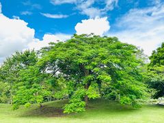 -中国科学院西双版纳热带植物园